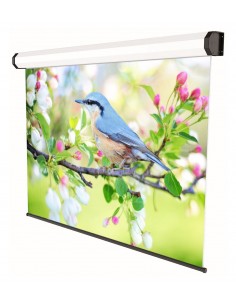 el-professional-250x156-1.jpg